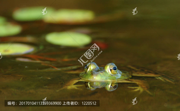 青蛙