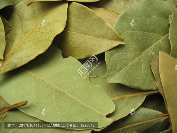 月桂樹(shù)葉特寫(xiě)