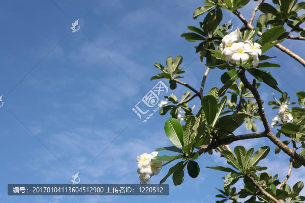 雞蛋花的樹