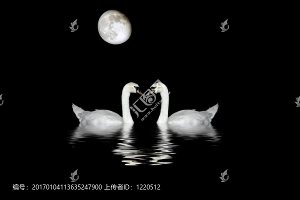 天鵝