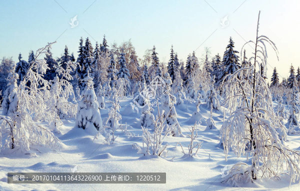 雪