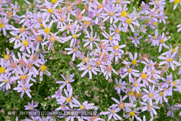 ASTER,sedifolius