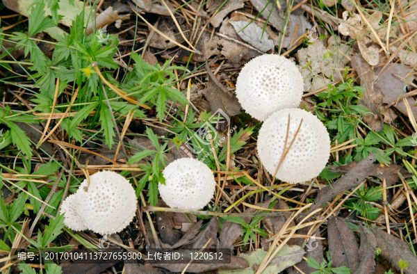 網(wǎng)紋馬勃