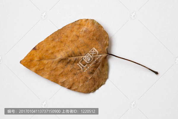 黃干葉