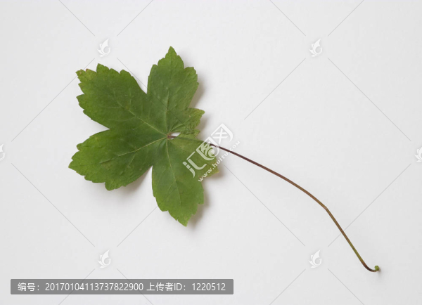 綠色干葉