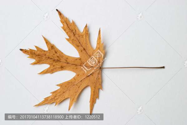 黃干葉