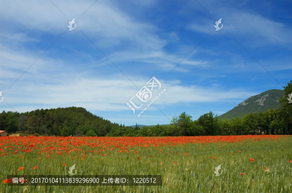 罌粟花田