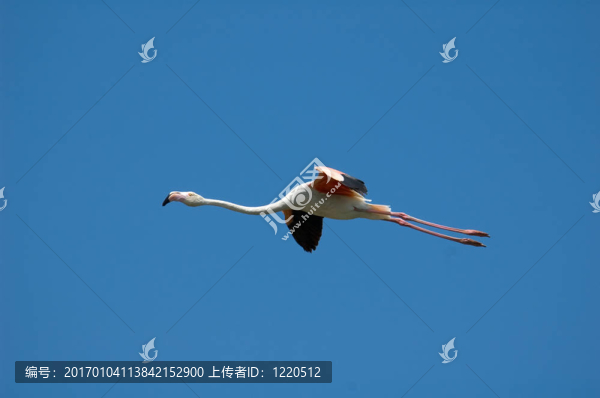 飛翔的火烈鳥
