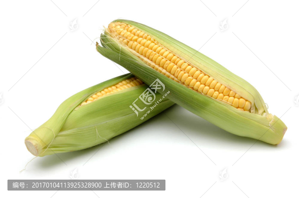 2玉米穗軸中