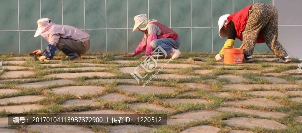 工作的蜜蜂