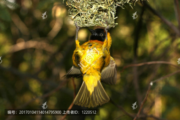 黃色的鳥(niǎo)
