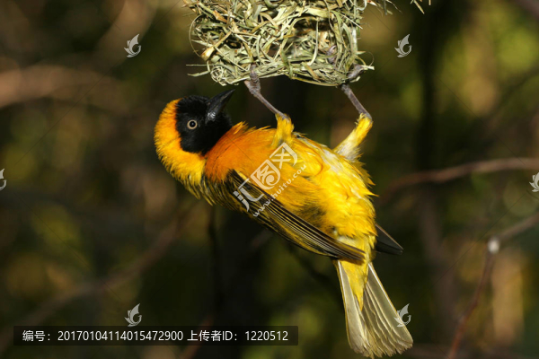 從鳥巢掛的黃色的鳥