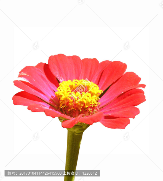 粉紅色的花孤立