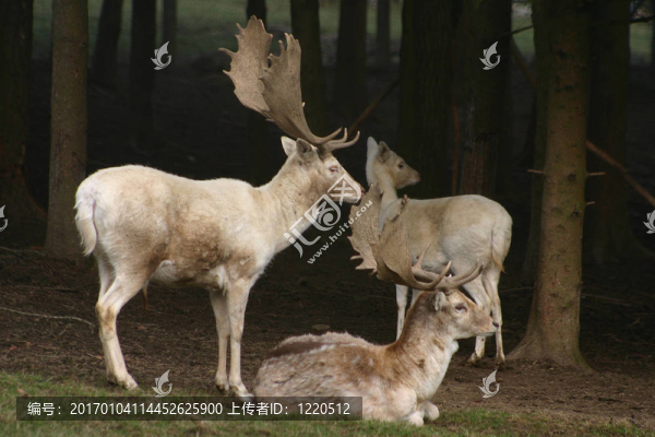 deer1