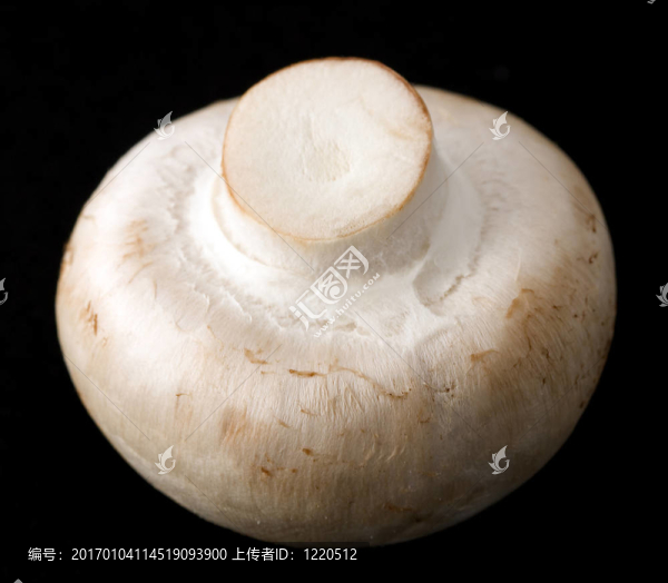 蘑菇