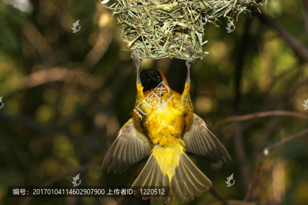 黃色鳥高掛在空中筑巢