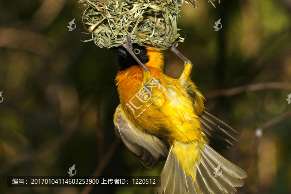 偷看鳥