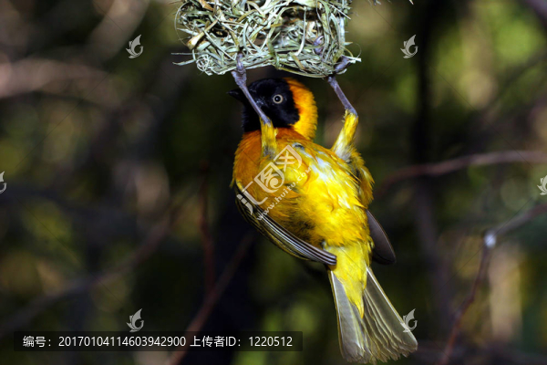 黃色的鳥