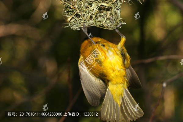 黃色的鳥