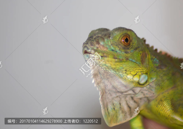 幼年綠鬣蜥