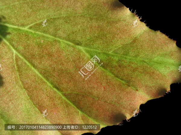 葉片結(jié)構(gòu)-匯圖網(wǎng) www.fosd68.com 葉片結(jié)構(gòu)