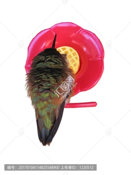 小悍馬