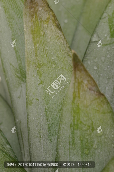 菠蘿