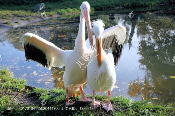 鵜鶘夫婦