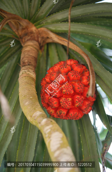 叢林菠蘿