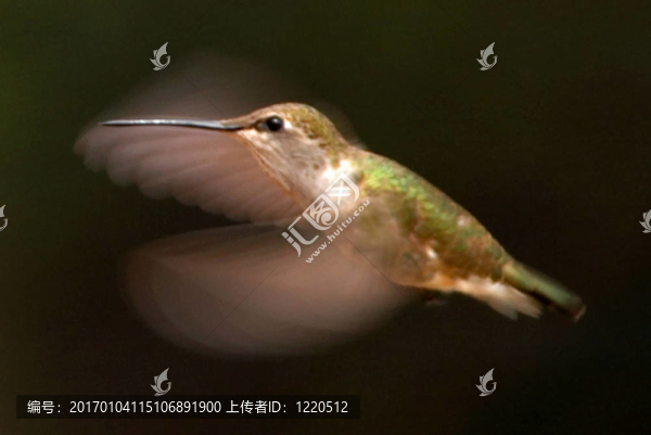 蜂鳥