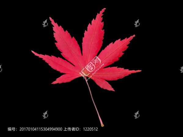 楓葉