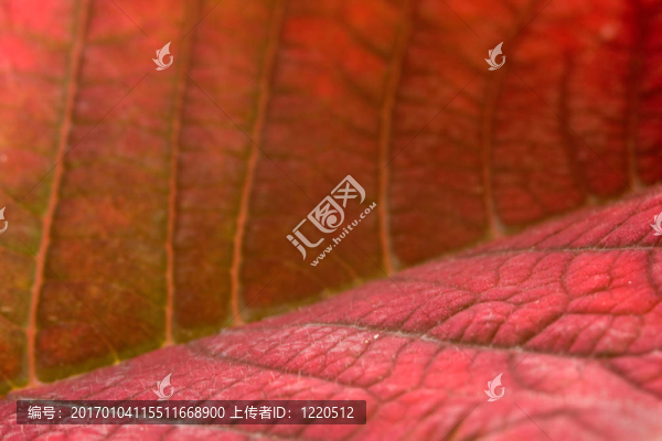 一品紅葉超微距