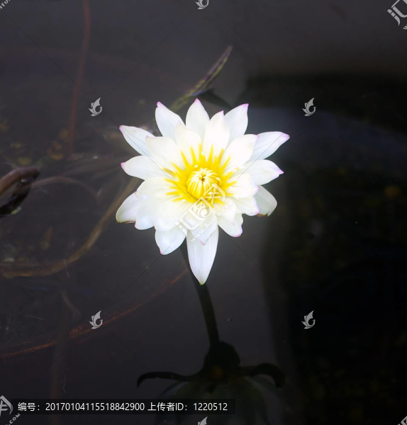 水百合-匯圖網(wǎng) www.fosd68.com 水百合