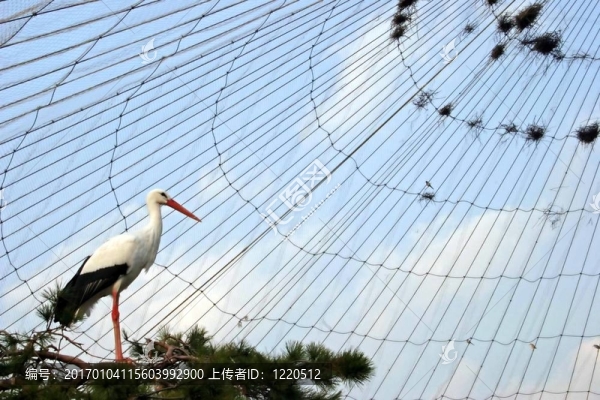 鳥