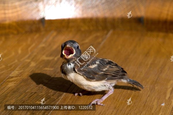 小雀