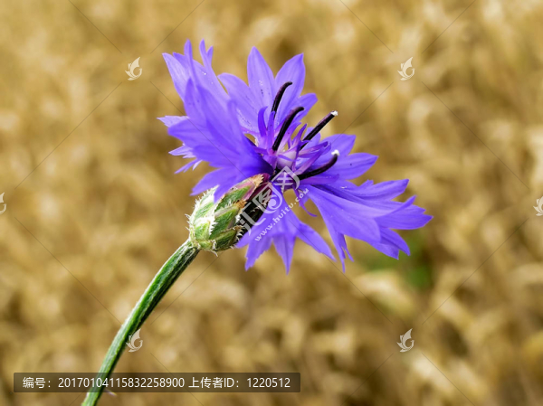 花-匯圖網(wǎng) www.fosd68.com 花