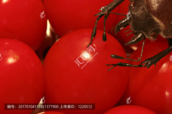 瀕危的西紅柿