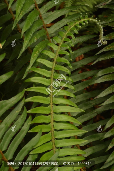 蕨類植物