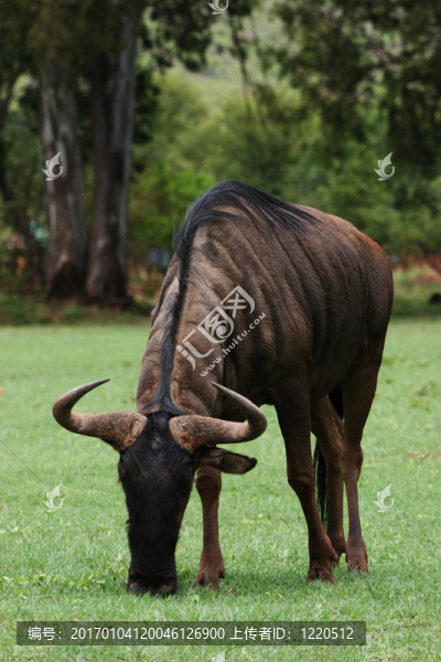 野生藍wildebees放牧
