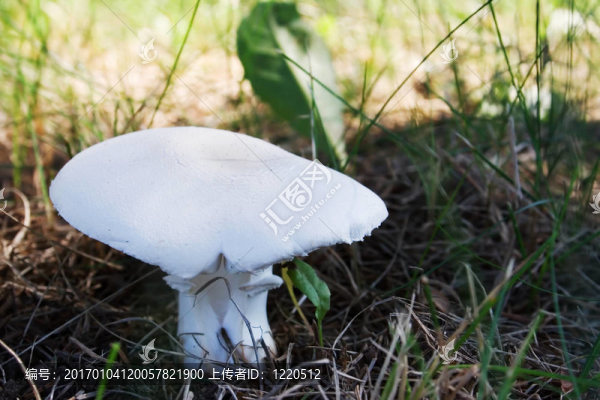 白蘑菇