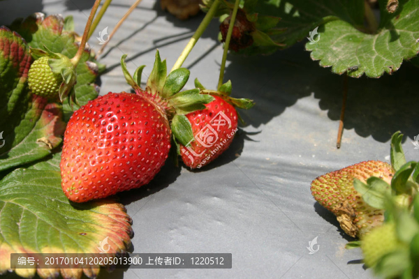 草莓