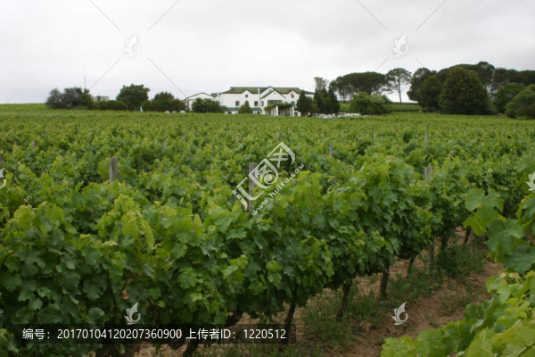 葡萄園-匯圖網(wǎng) www.fosd68.com 葡萄園