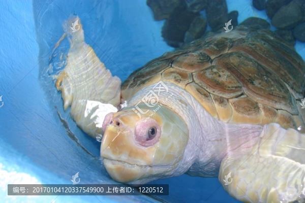 海龜