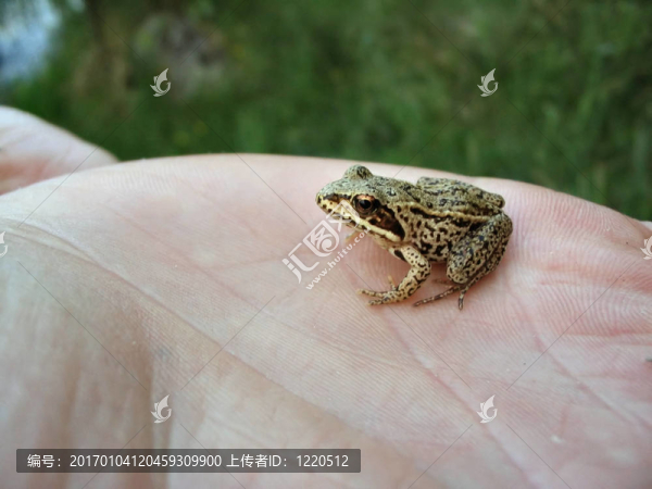 小青蛙