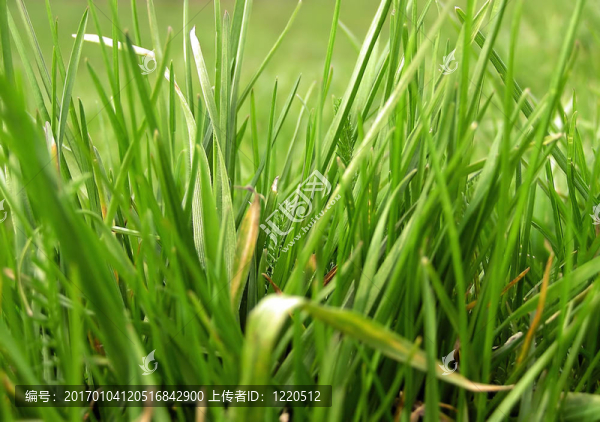 草