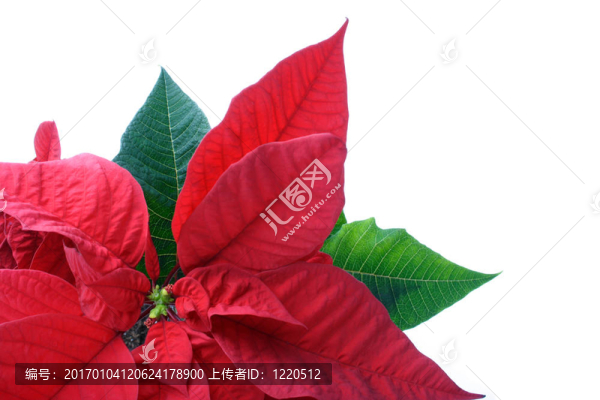 一品紅的特寫