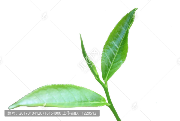 茶葉