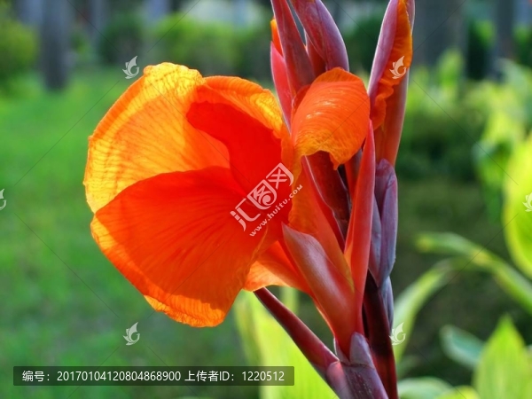 美人蕉花
