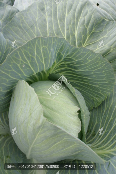 卷心菜