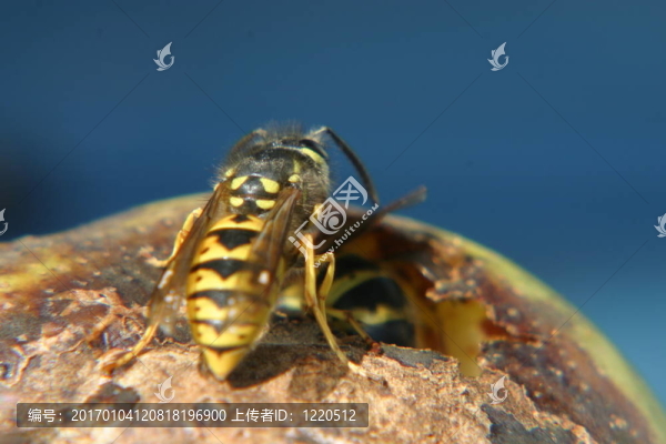 梨上的黃蜂